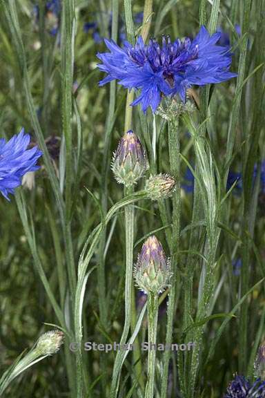 centaurea cyanus 2 graphic